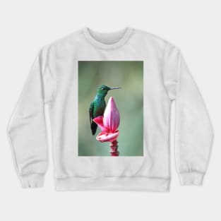 Green-Crowned Brilliant Hummingbird - Costa Rica Crewneck Sweatshirt